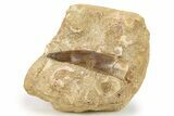 Fossil Plesiosaur (Zarafasaura) Tooth With Fish Verts #264625-1
